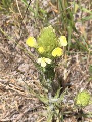 Castilleja rubicundula lithospermoides