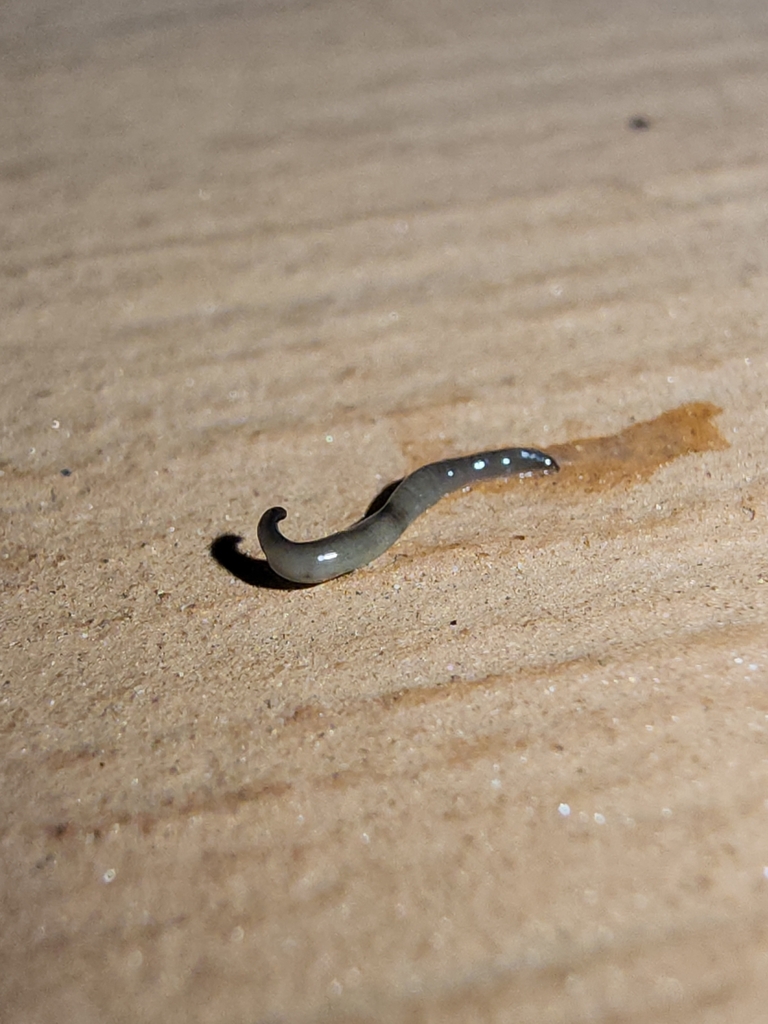 land-planarians-from-blythewood-sc-usa-on-may-25-2024-at-10-52-pm-by