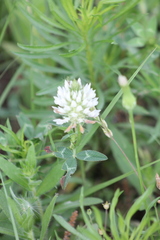 Trifolium vesiculosum