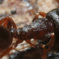 Leptothorax