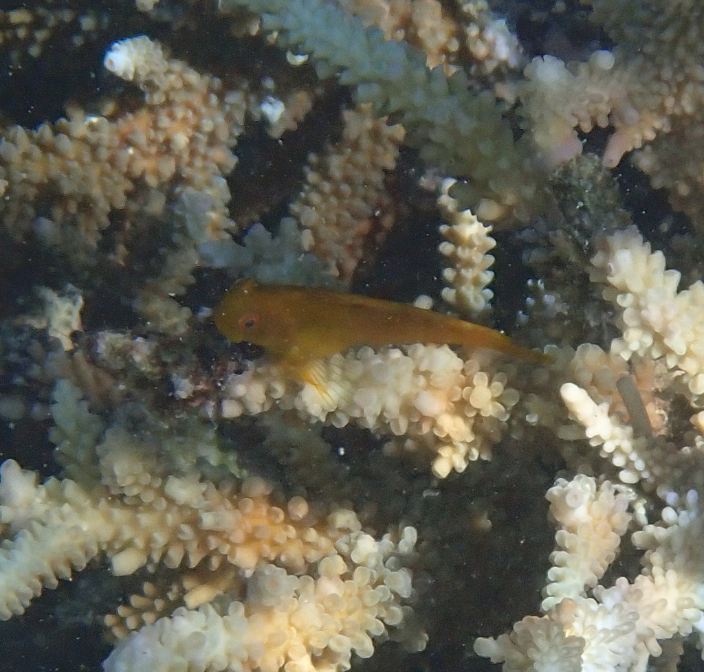 Black Blenny