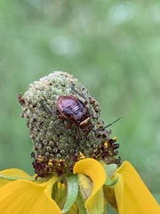 Calocoris barberi