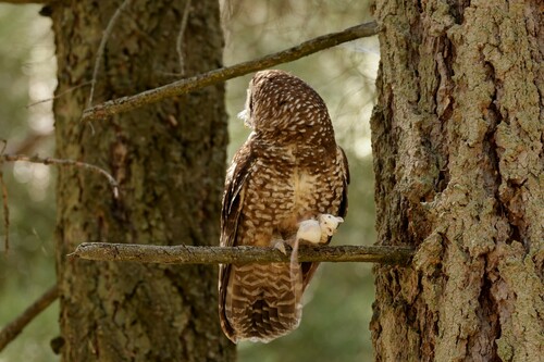 Spotted Owl (California)