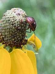 Calocoris barberi