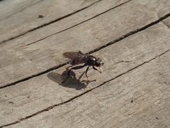 Chalcosyrphus