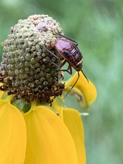 Calocoris barberi