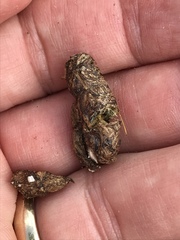 Dipsosaurus dorsalis