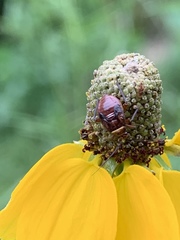 Calocoris barberi