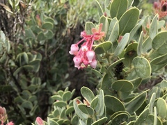 Arctostaphylos pringlei