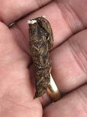 Dipsosaurus dorsalis