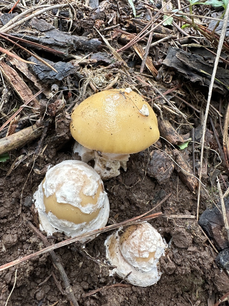 Amanita toxica · May 2024 · photo: © nitsuga74 (iNaturalist, cc-by)