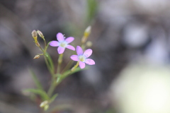 Polemoniaceae