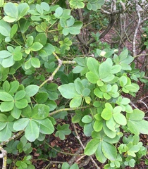 Pseudopanax gilliesii