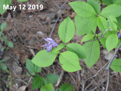 Rhododendron mucronulatum