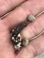 Dipsosaurus dorsalis