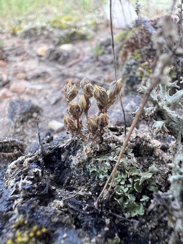 Earth Fruit (Mononeuria minima)