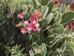Arctostaphylos pringlei