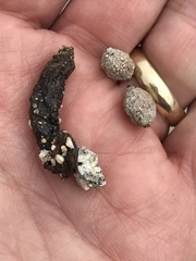 Dipsosaurus dorsalis