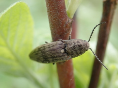 Actenicerus siaelandicus