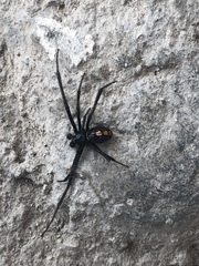 Araneae