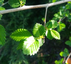 Ulmus pumila