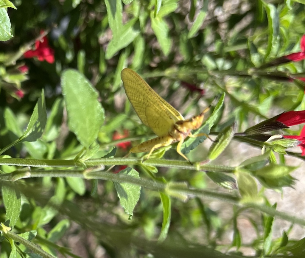 Giant Mayfly from E Princeton Dr, Princeton, TX, US on May 23, 2024 at ...