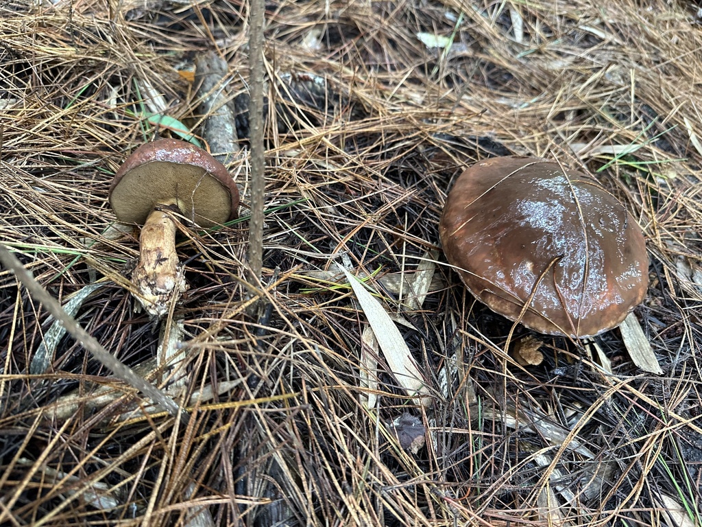 Suillus luteus · May 2024 · photo: © nitsuga74 (iNaturalist, cc-by)
