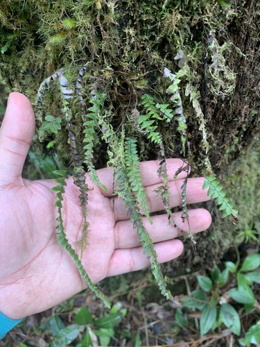 Grammitis liogieri