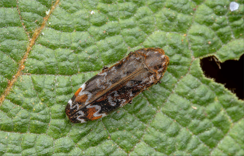 Coraebus sidae