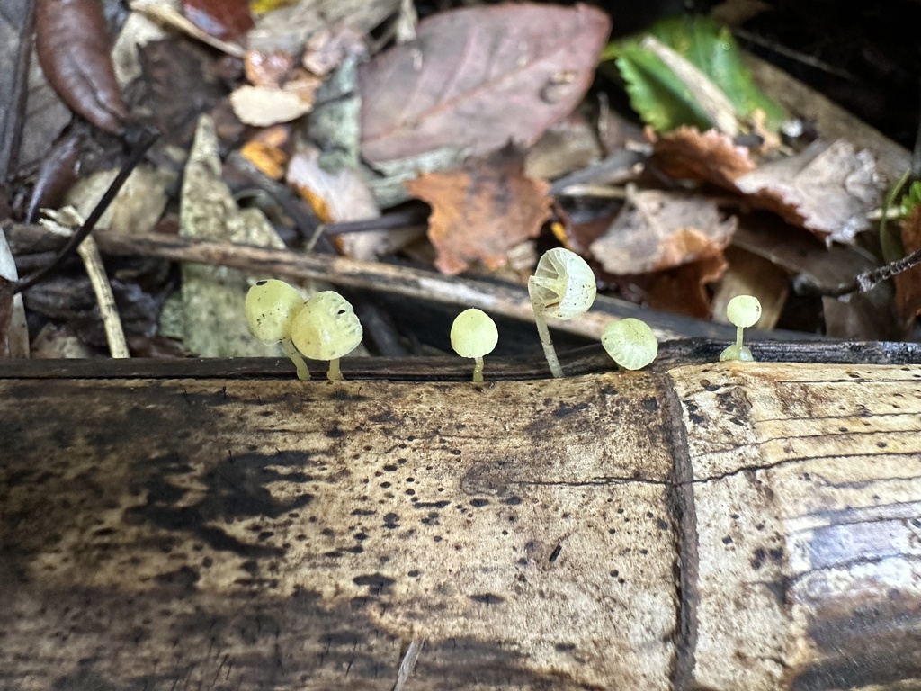 Mycena chusqueophila · May 2024 · photo: © nitsuga74 (iNaturalist, cc-by)