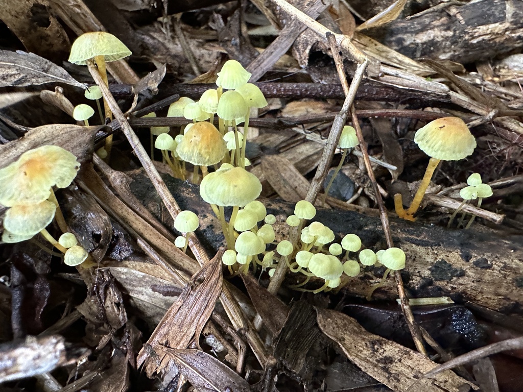 Mycena chusqueophila · May 2024 · photo: © nitsuga74 (iNaturalist, cc-by)