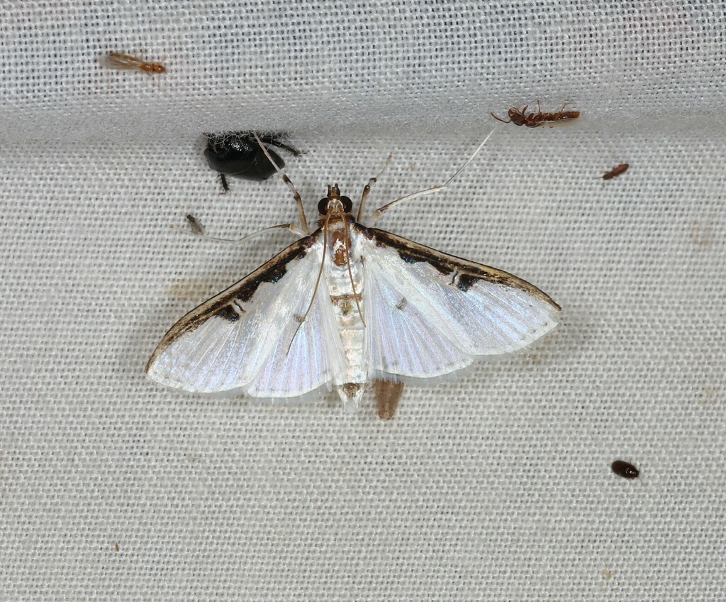 Palpita cirralis
