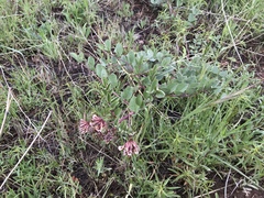 Hosackia crassifolia crassifolia