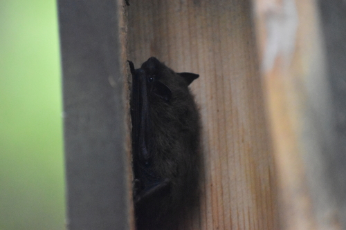Evening Bat photographed in South Carolina