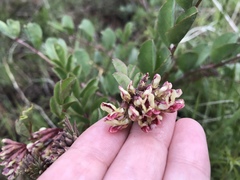 Hosackia crassifolia crassifolia