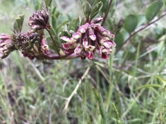 Hosackia crassifolia crassifolia