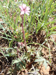 Lithophragma glabrum