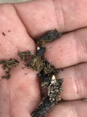 Dipsosaurus dorsalis