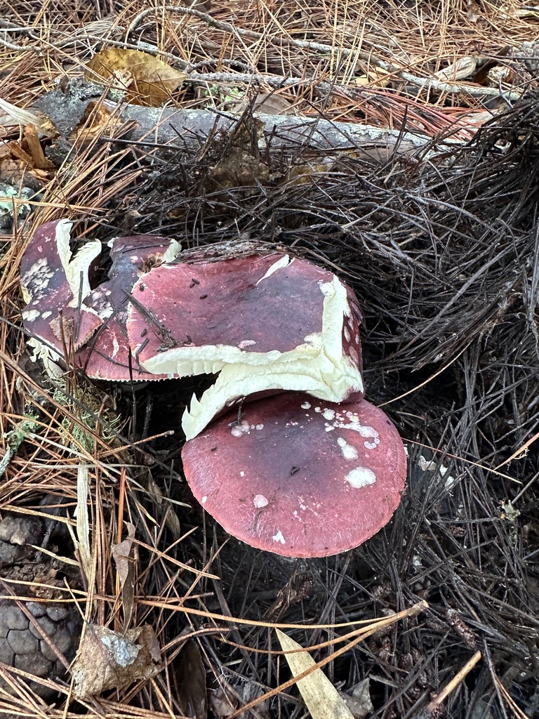 Russula sardonia · May 2024 · photo: © nitsuga74 (iNaturalist, cc-by)