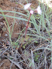 Lithophragma glabrum