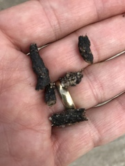 Dipsosaurus dorsalis