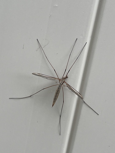 Marsh Crane Fly photo 3