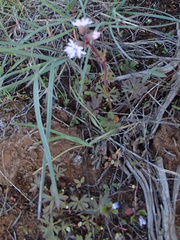 Lithophragma glabrum