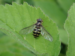 Dasysyrphus