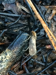 Acrolophus plumifrontella