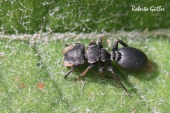 Cephalotes jheringi