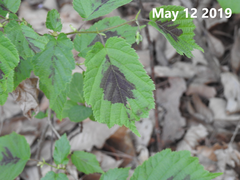 Corylus heterophylla