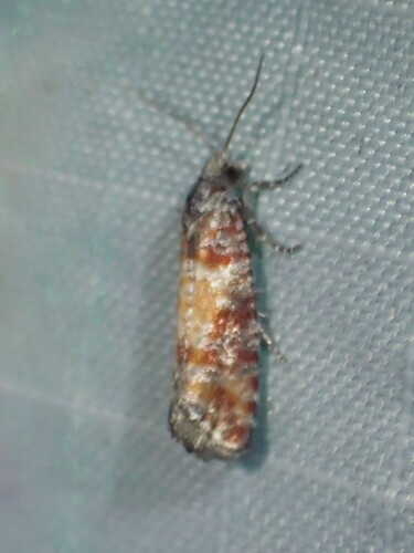 Rhyacionia sonia