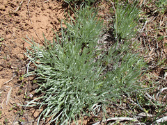Antennaria stenophylla
