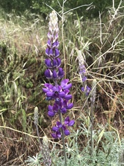Lupinus excubitus austromontanus